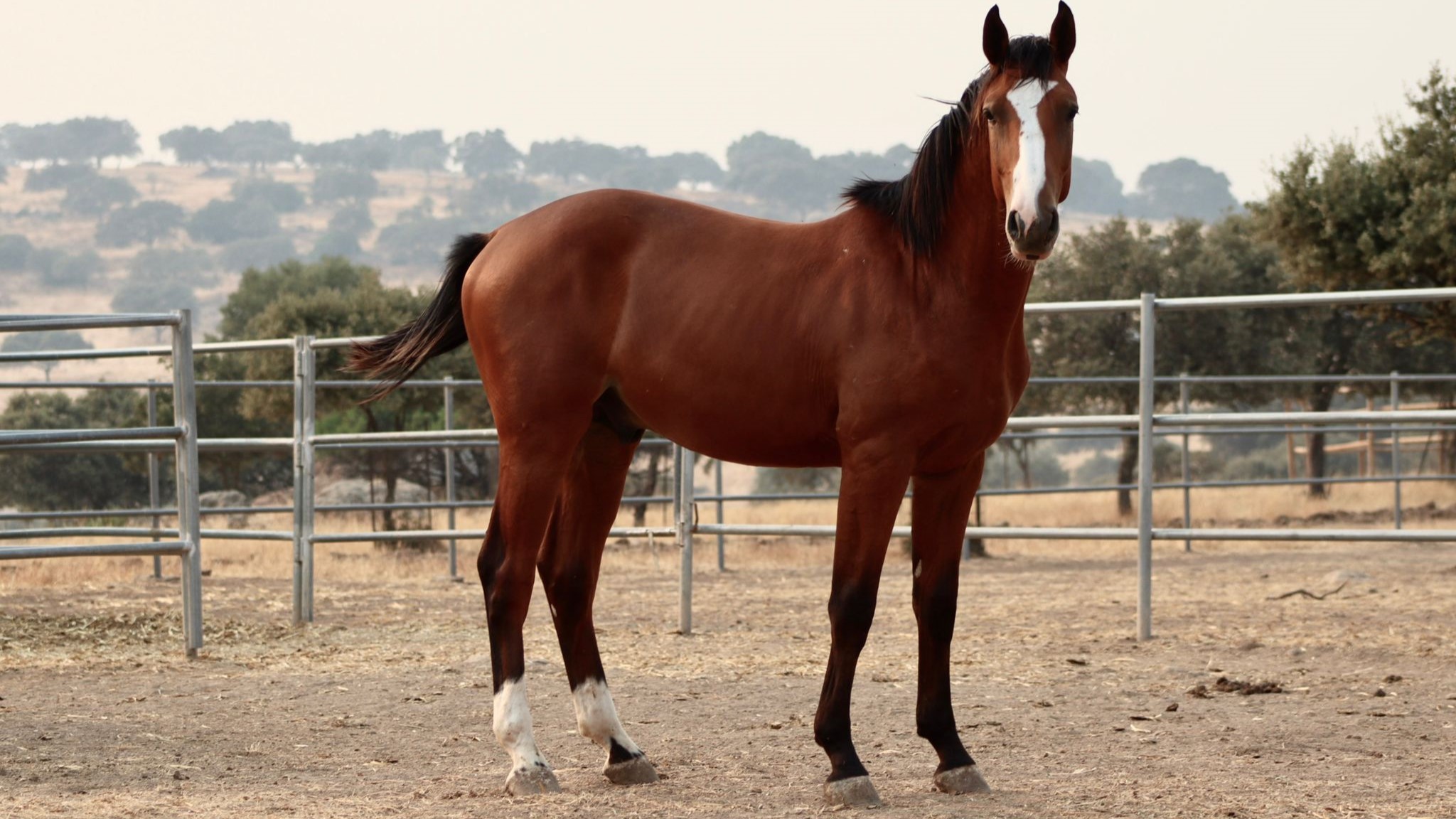 horse
